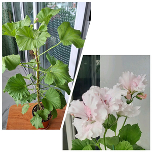 타이앱프린세스 65cm대왕왕( 리갈제라늄 )