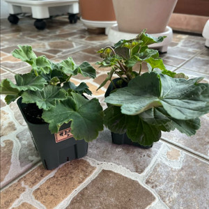 러시아제라늄 가넷팔찌+백조의호수 분양