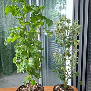 시스썬버스트.콴탁퍼펙션 2종 (리갈제라늄)