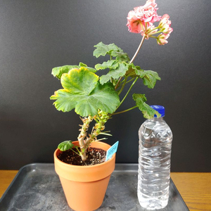 제라늄 라라앙드레 대품