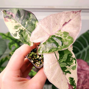 알로카시아 니그라 플럼배 바리에가타