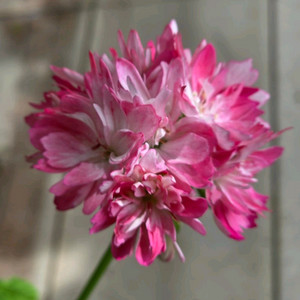 스텔라제라늄 디어핑크스타