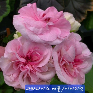 제라늄 파라다이스 애플