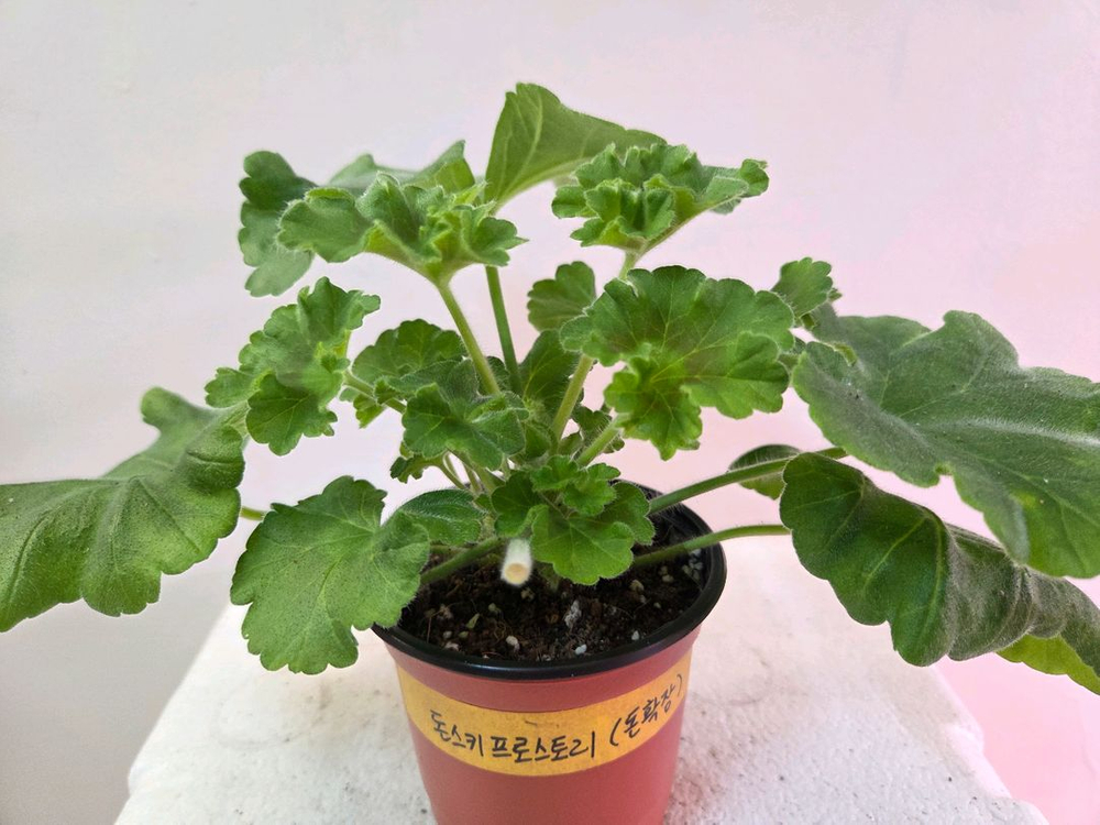 제라늄 돈스키프로스토리(돈확장)--1