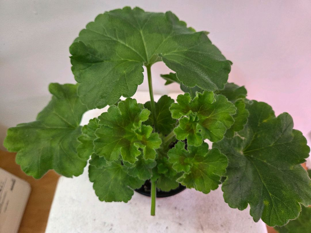 제라늄 돈스키프로스토리(돈확장)--2