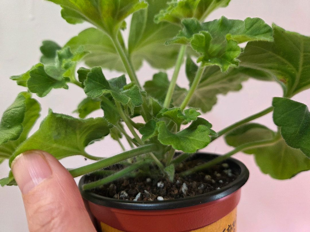 제라늄 돈스키프로스토리(돈확장)--3