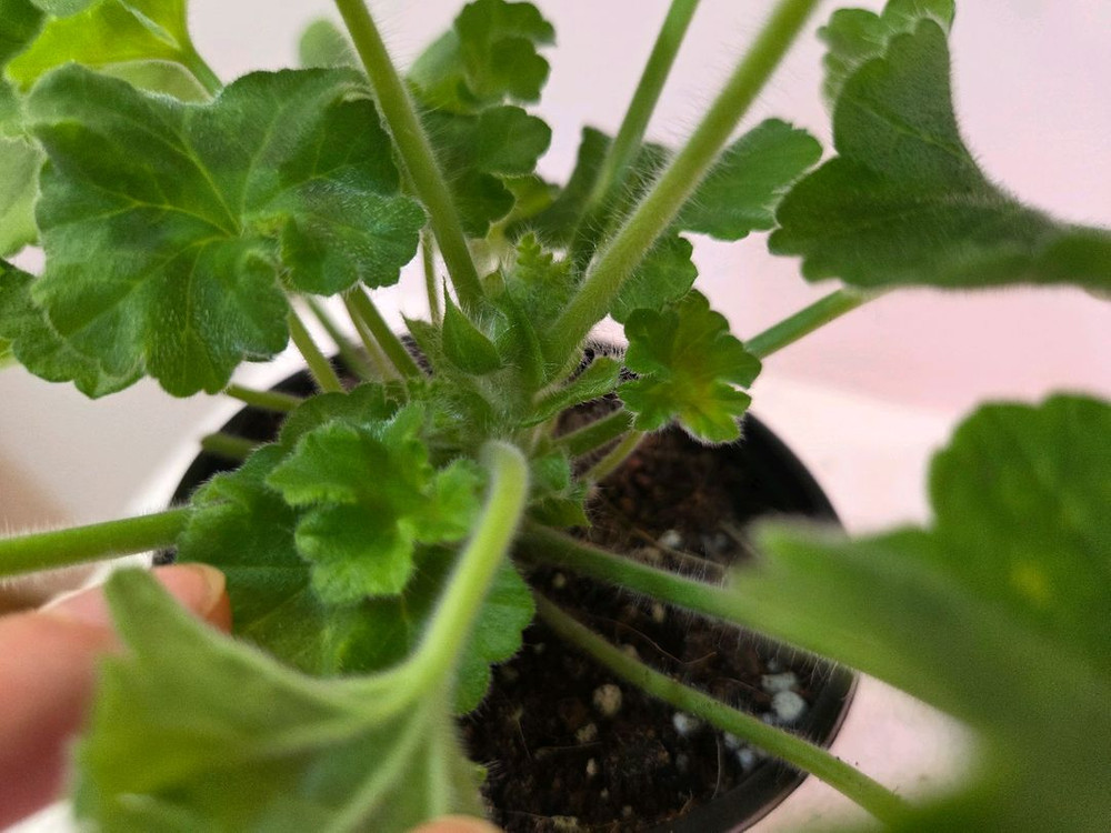 제라늄 돈스키프로스토리(돈확장)--4