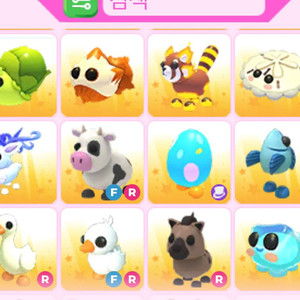 입양하세요펫 제시 이미지