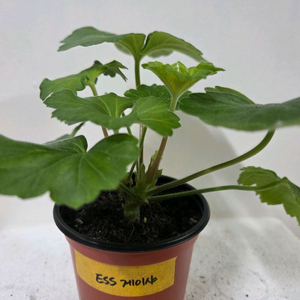 제라늄 개별분양 1.