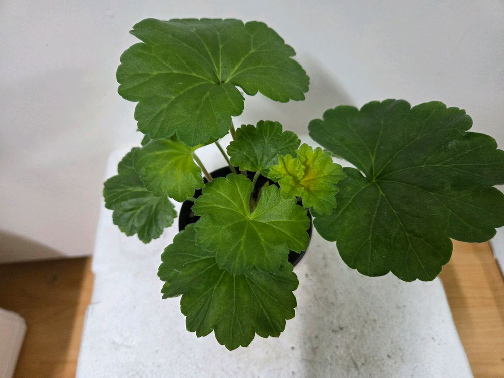 제라늄 개별분양 1.--1