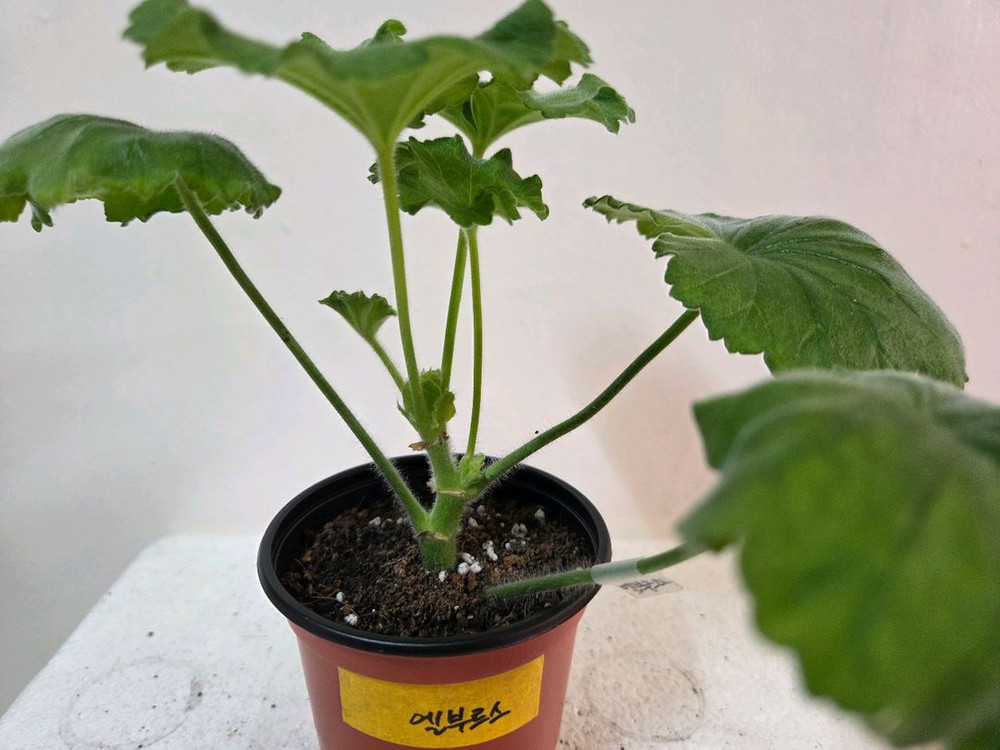 제라늄 개별분양 1.--2