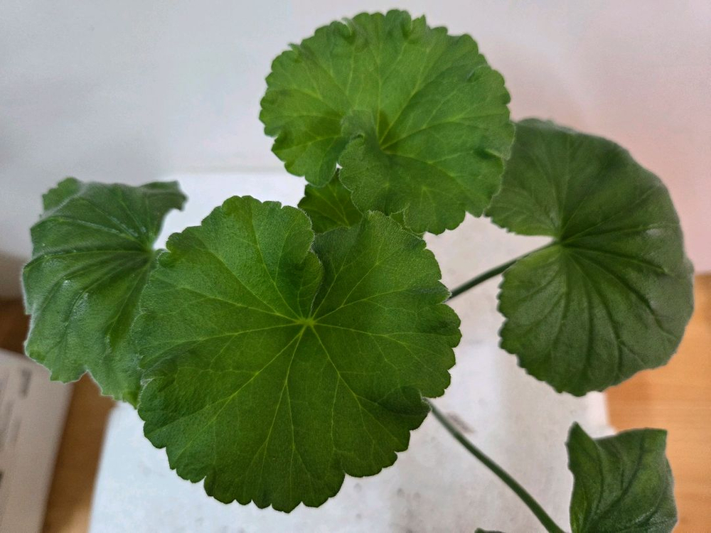 제라늄 개별분양 1.--3