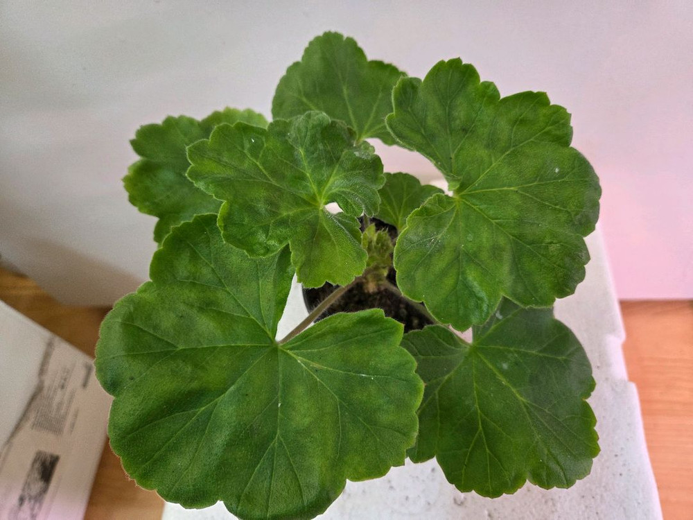 제라늄 개별분양 1.--5