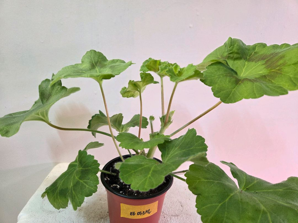 제라늄 개별분양 1.--6