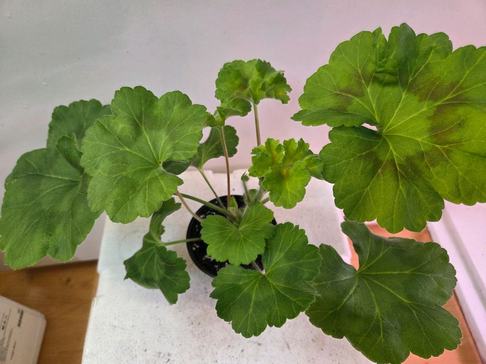 제라늄 개별분양 1.--7