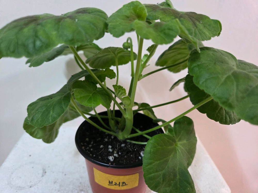 제라늄 개별분양 1.--8