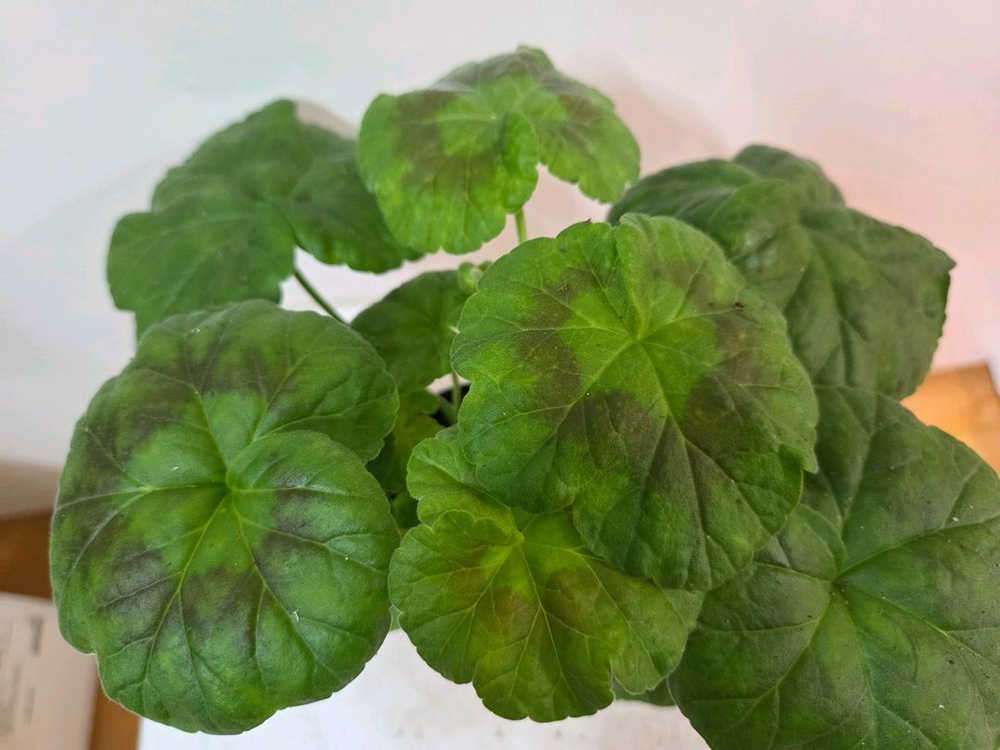 제라늄 개별분양 1.--9