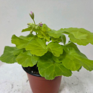 제라늄 개별분양 2.