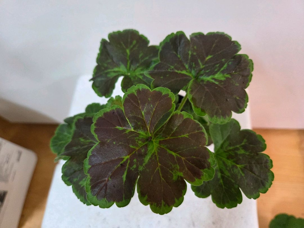 제라늄 개별분양 2.--3