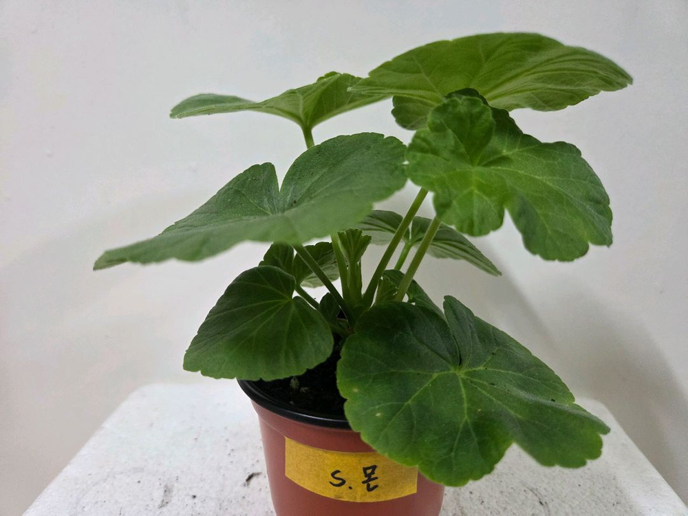 제라늄 개별분양 2.--4