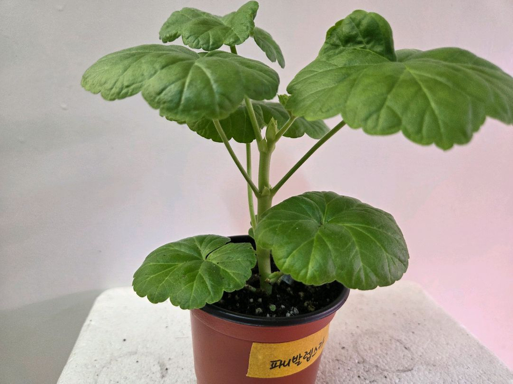 제라늄 개별분양 2.--6