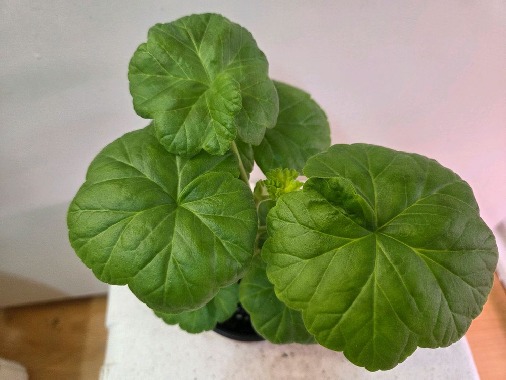 제라늄 개별분양 2.--7