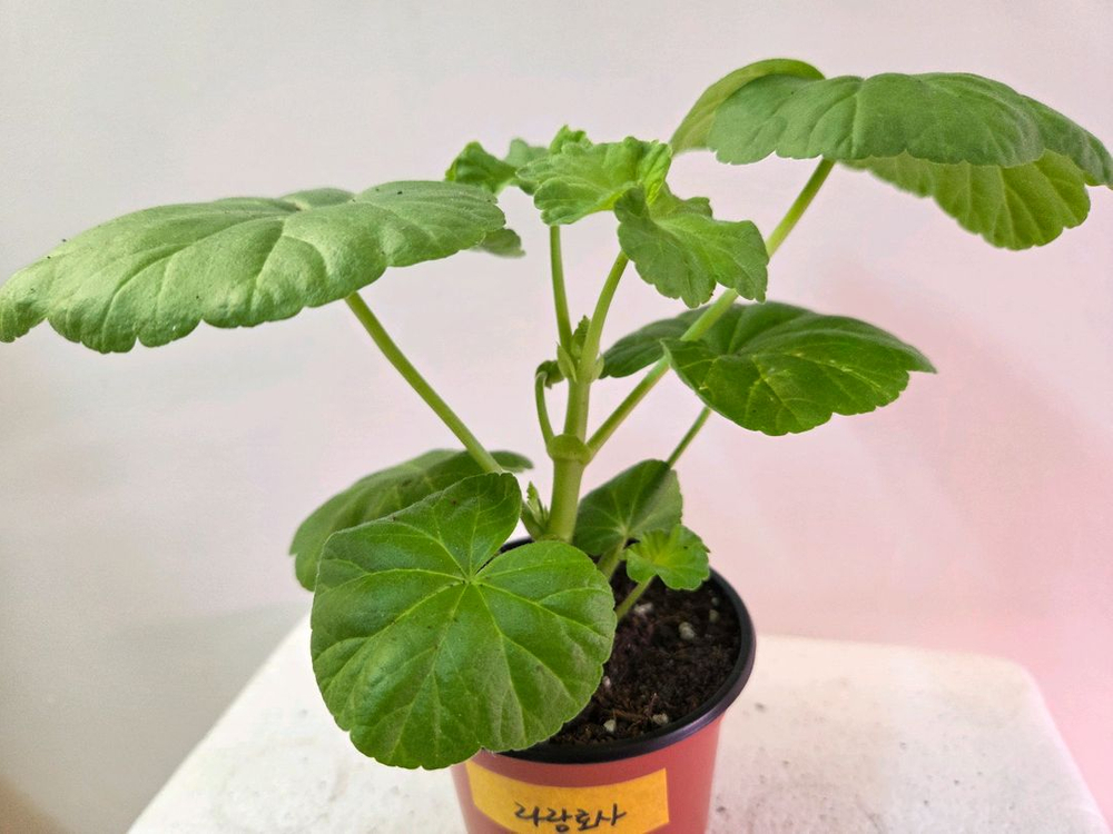 제라늄 개별분양 2.--8