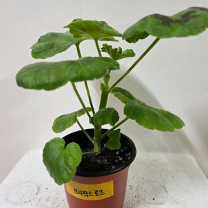 제라늄 개별분양 3.