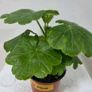 제라늄 개별분양 4.