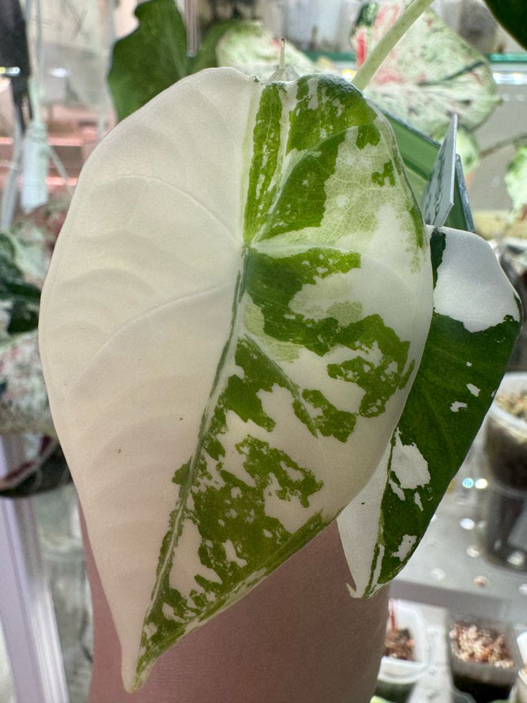 알로카시아 마하라니 바리에가타 이미지