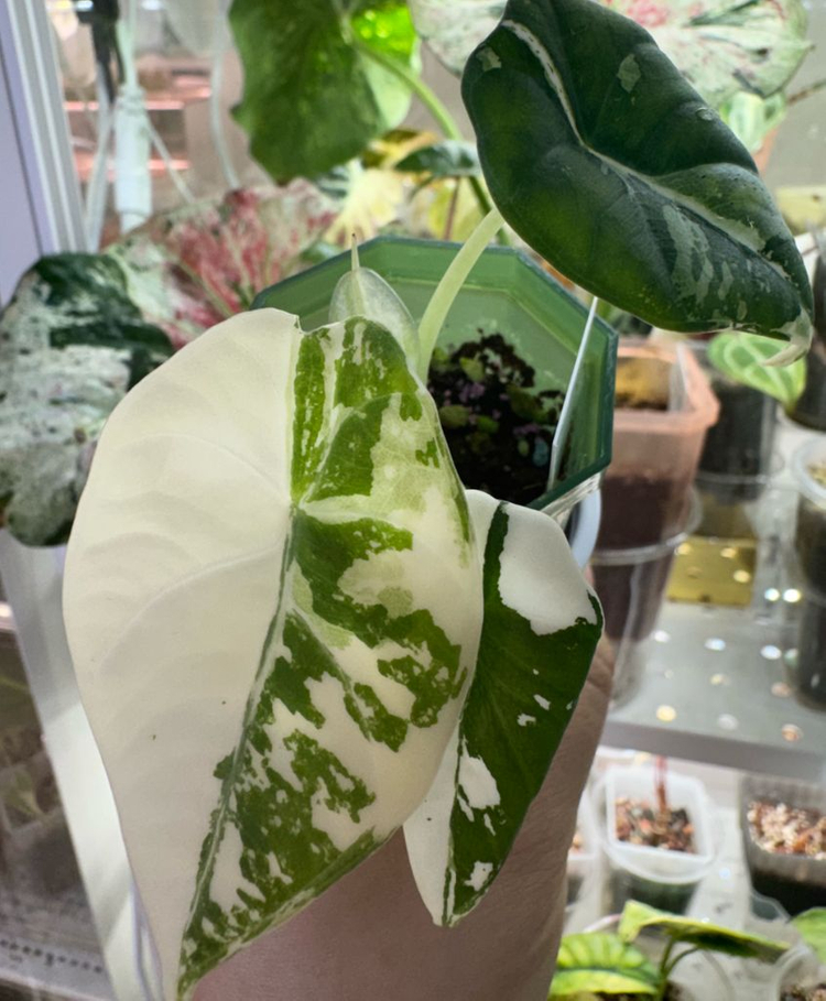 알로카시아 마하라니 바리에가타 이미지