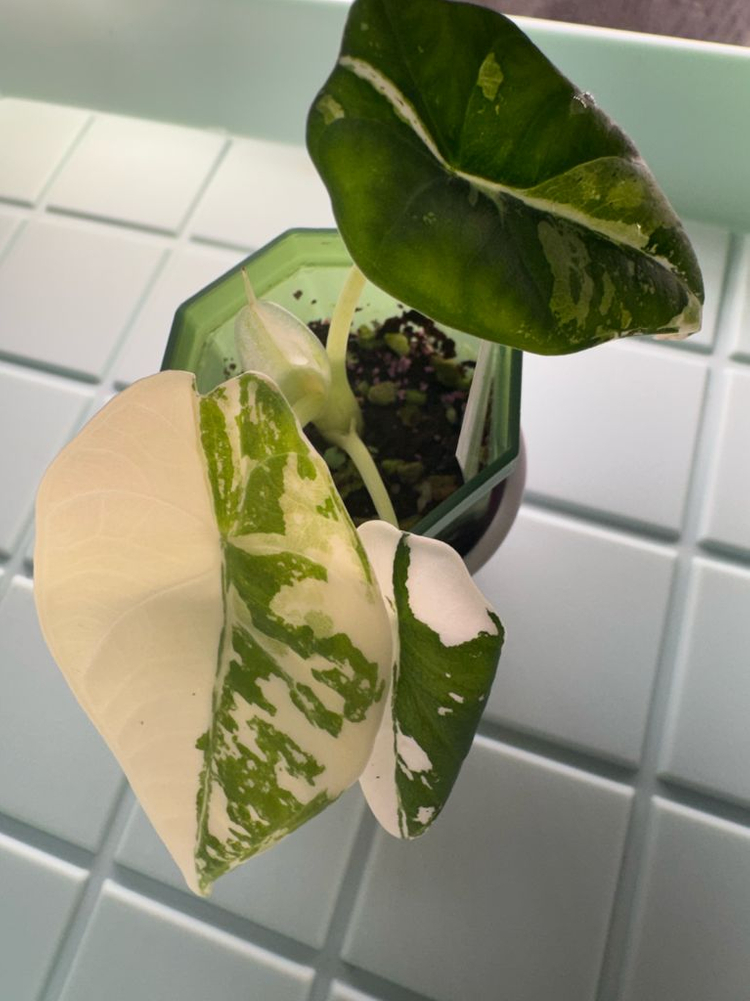 알로카시아 마하라니 바리에가타 이미지