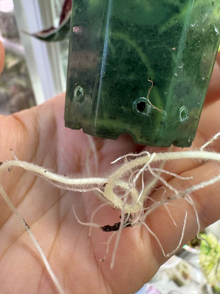 알로카시아 마하라니 바리에가타 이미지