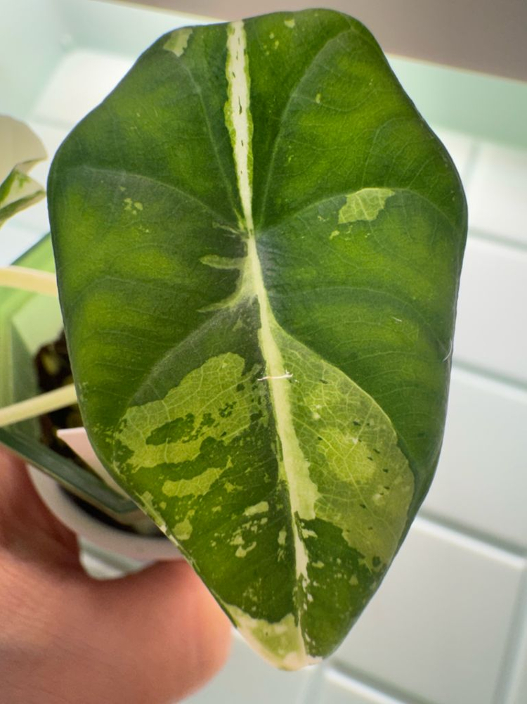 알로카시아 마하라니 바리에가타 이미지