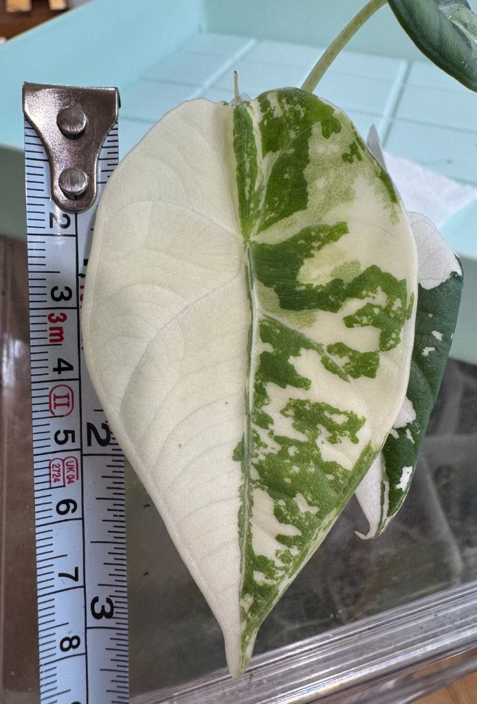 알로카시아 마하라니 바리에가타 이미지