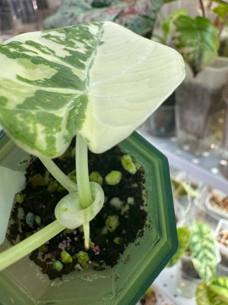 알로카시아 마하라니 바리에가타 이미지