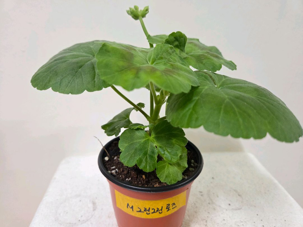 제라늄 개별분양 5.--2