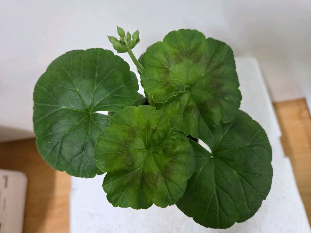 제라늄 개별분양 5.--3