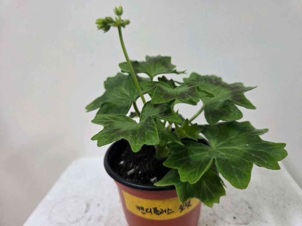 제라늄 개별분양 5.--4