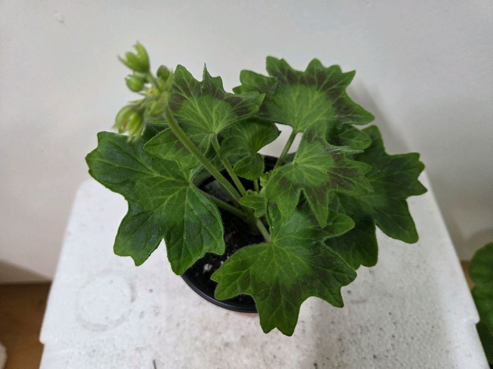 제라늄 개별분양 5.--5