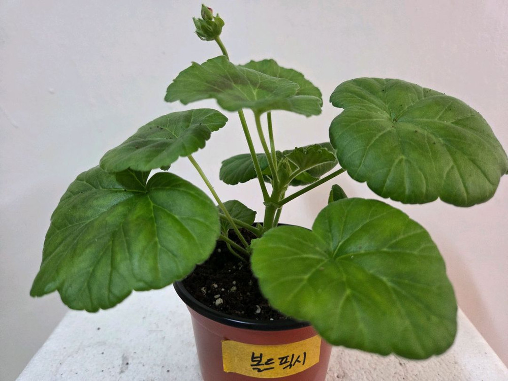 제라늄 개별분양 5.--6