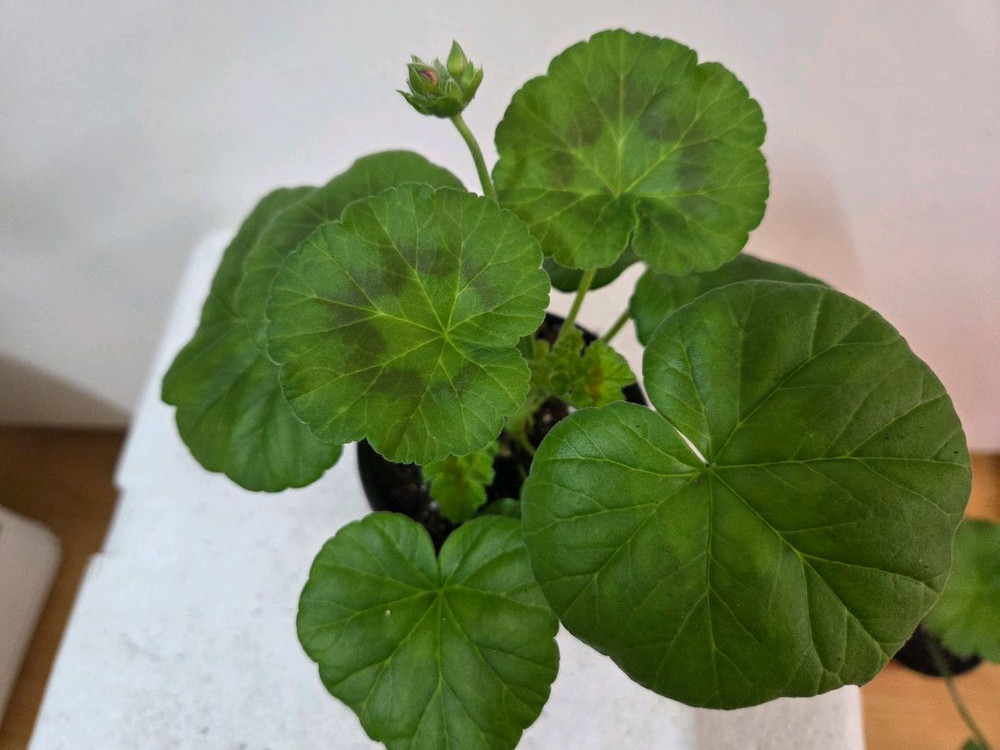 제라늄 개별분양 5.--7