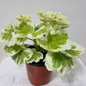 제라늄 래운이까까