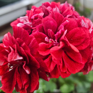 제라늄 노래하는새 초대품