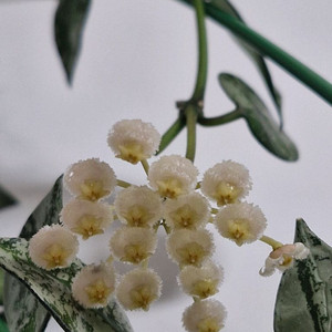 호야 크로니아나 수퍼에스키모