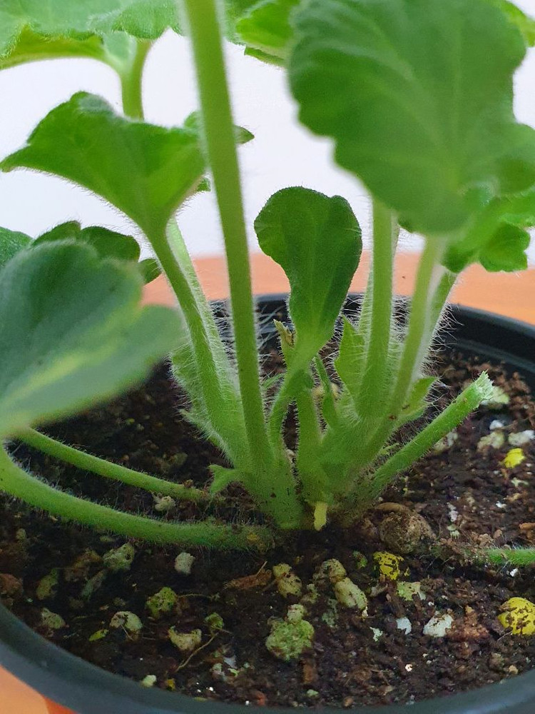 제라늄 고딕 , 러--2