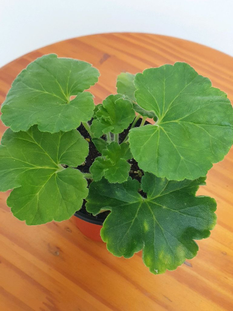 제라늄 고딕 , 러--3