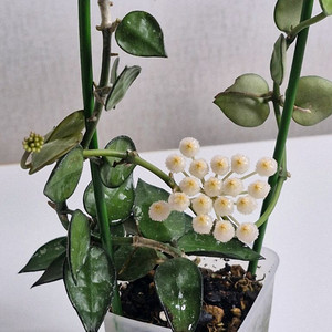 호야 크로니아나