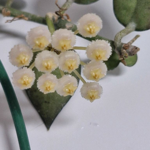 호야 크로니아나