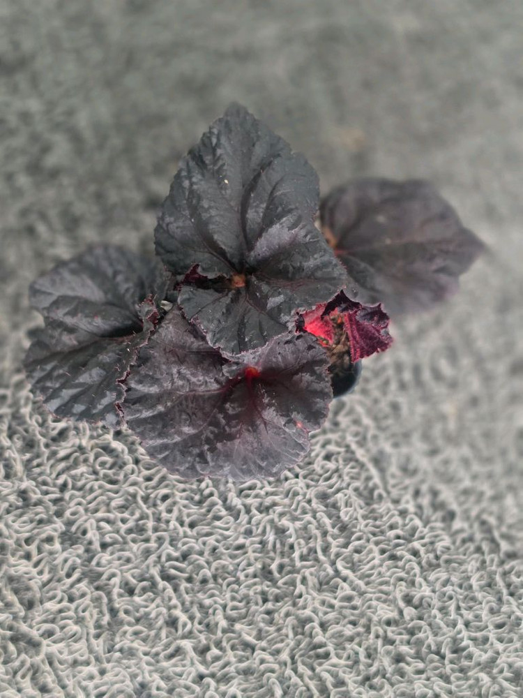 베고니아 DS 웬즈데이 이미지